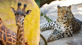 sbzoo-wyatt-and-amirah-860x474