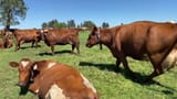aussie red