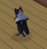fadding-cat