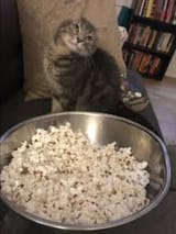 Cat popcorn