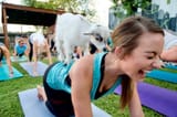 Goat-Yoga-2-e1614028650844