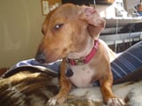 Suspicious-Dog-meme-1