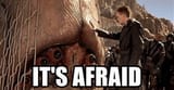 it&#039;s afraid