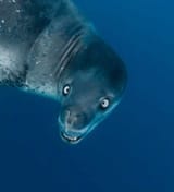 leopard-seals-with-smaller-irises-v0-8y6wklauyfja1