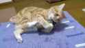orange-cat-smoke-grenade_thumb.jpg