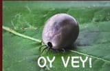 oy vey