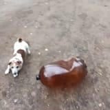 dog (2)