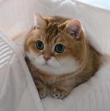 hosico