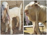 Damascus-Goat