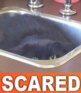 scared