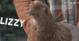 chicken steadicam