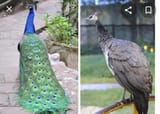 peacocks
