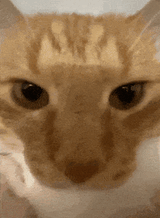 cat-angry-stare-at-you