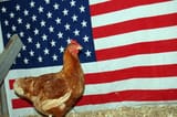 BackyardChicken