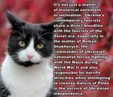 649154-cat-cats-feline
