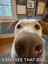 look-at-aurum-dog-aurum-so-cute