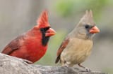 Male-and-female-cardinal-side-by-side-2048x1365