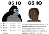 gorilla IQ vs gonigger IQ