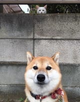 soon-shiba