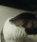 cat-look