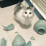 kot_gain_of_function_you_loved_that_vase_more_than_me_so_i_had_to_kill_it