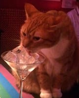 WHERESTHEALCOHOLKOT