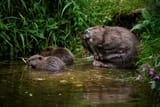 a-adult-beaver-and-two-kits-on-a-riverbank