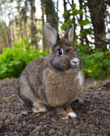 Oryctolagus_cuniculus_Rcdo