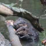 cute-beavers-15-6267b78a9b12f__700