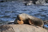 1620px-Sea_Lions_Ushuaia