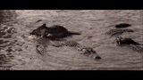 alligator-indiana-jones