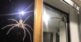 GIANT AUS SPIDERS!