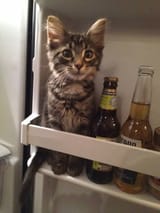 FRIDGEKOT08