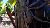 GIANT AUSSIE SPIDER!