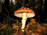 800px-Fliegenpilz_21