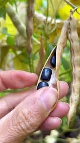 blue beans