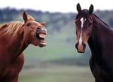 lmao_horses
