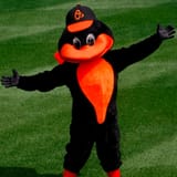Oriole-Bird-Baltimore-Orioles-2-square