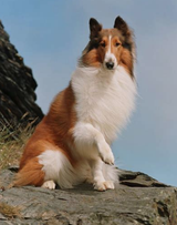 Lassie