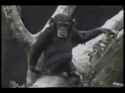 monkey finger butt(1)_thumb.jpg