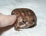 u mad toad