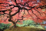 japanesetree