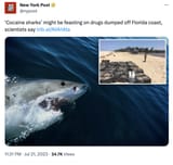 florida_shark