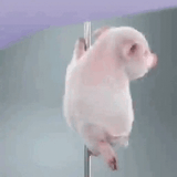 Piggy
