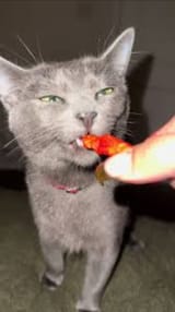 KotnCheetoh