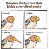 Bird_beaks