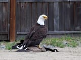 eagle vs canada goose