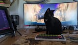 cat