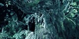 fangorn