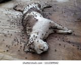 dead-cat-lying-on-wooden-260nw-1112309042